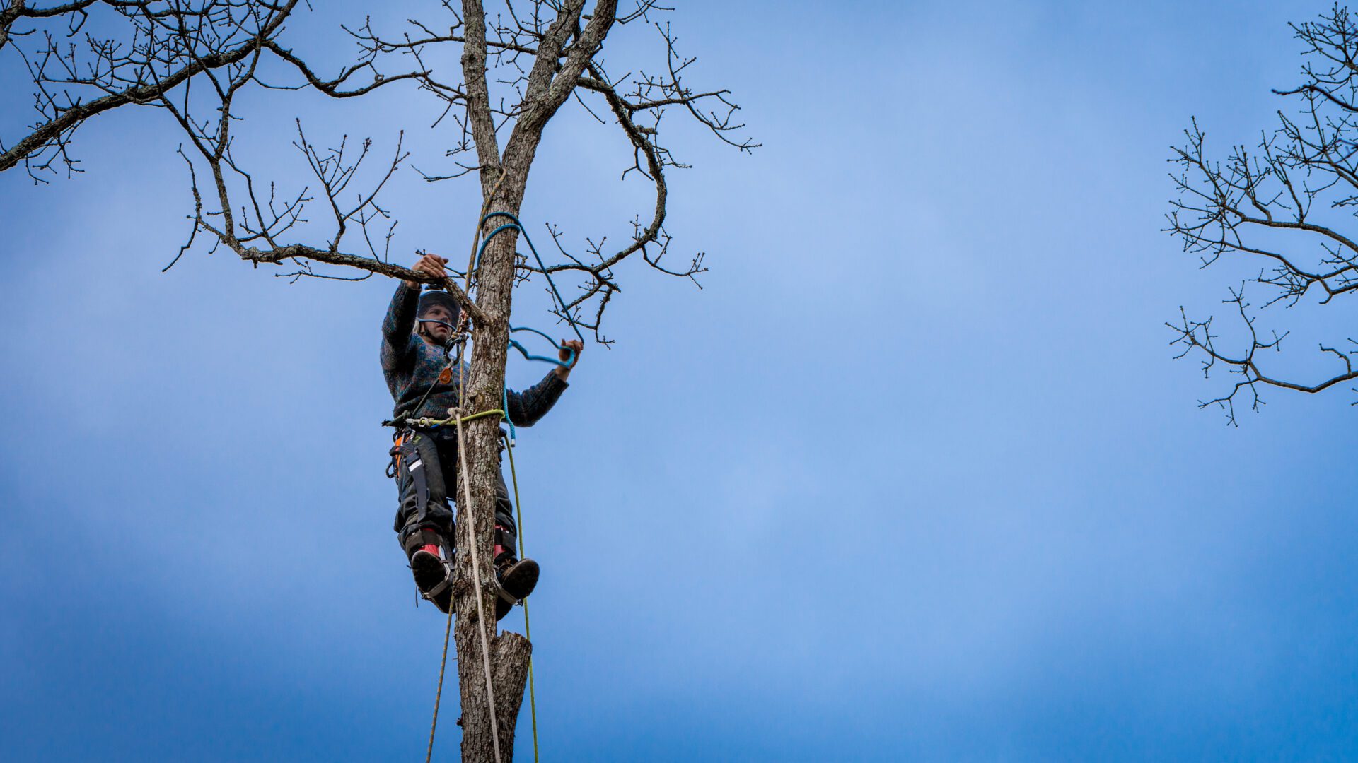 Worker with chainsaw and helmet cutting down tree