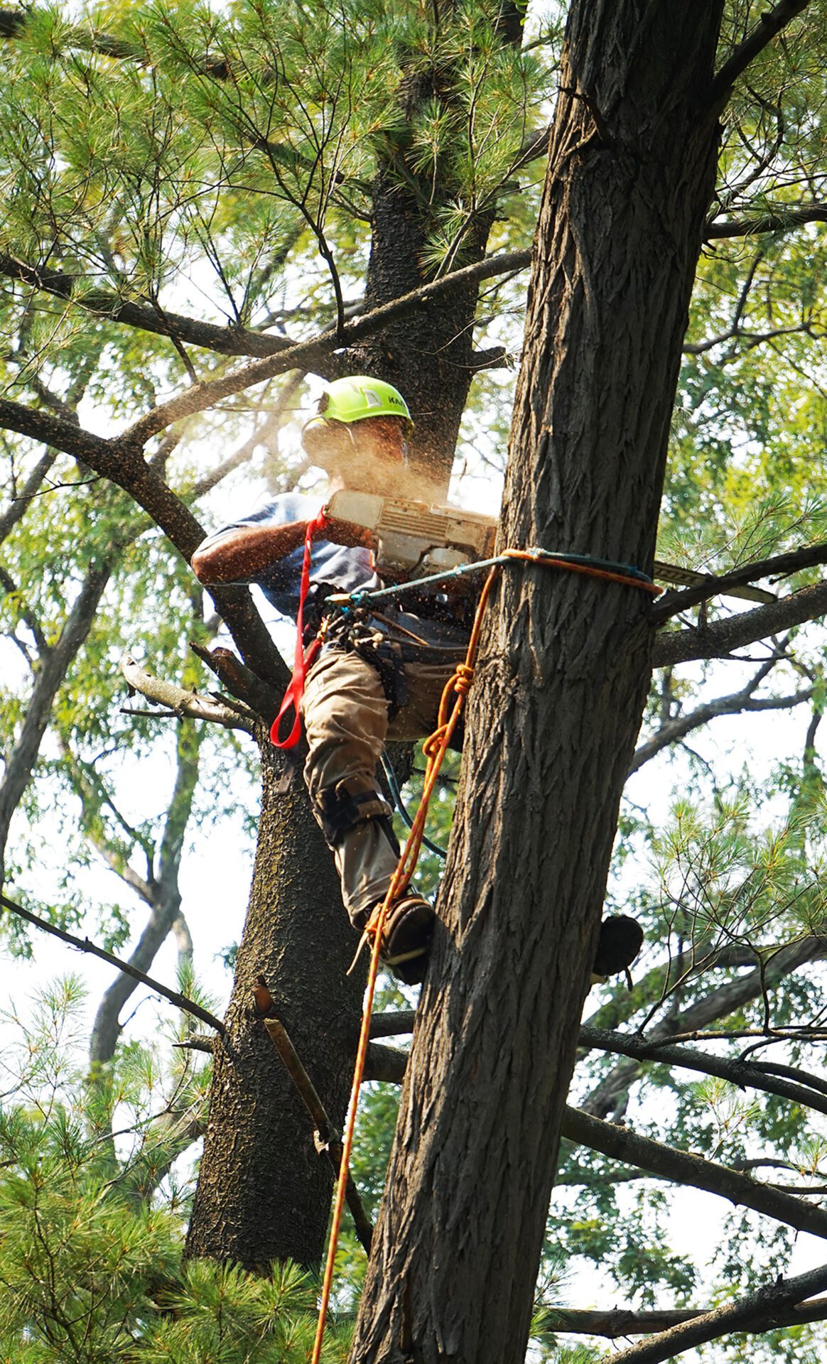 laron-rosser-Dn_KGNk2IoY-unsplash-images A man is cutting the tree with life line and holding